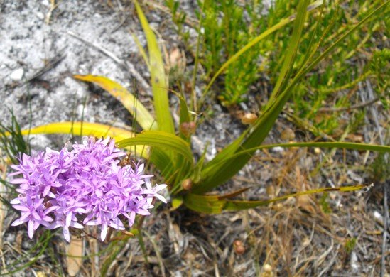 Corymbium glabrum in dry summer heat