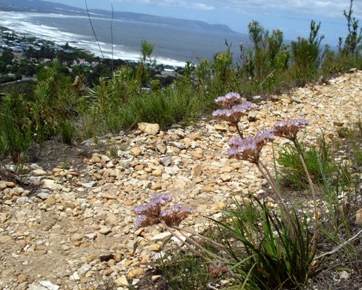 Dilatris pillansii in Fernkloof