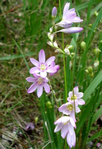 Ixia flexuosa