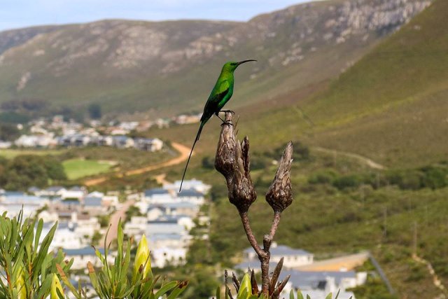 Malachite sunbird on Protea repens