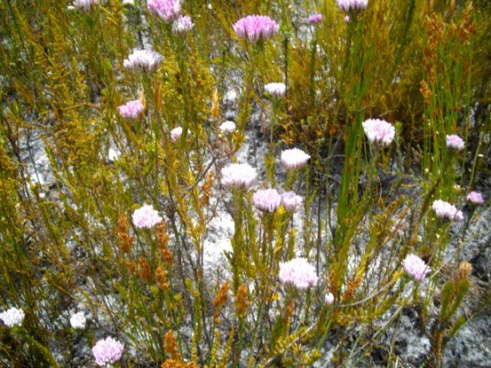 Metalasia erubescens