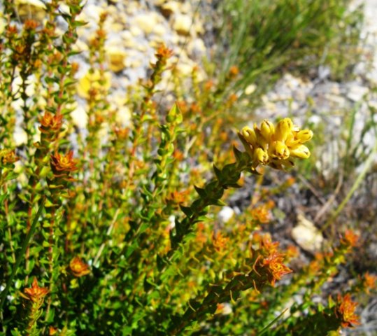 Penaea cneorum