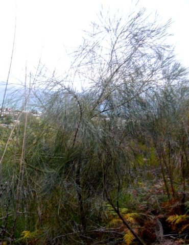 Psoralea aphylla