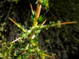 Aspalathus acuminata subsp. acuminata stem-tip spines