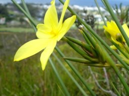 Bobartia indica