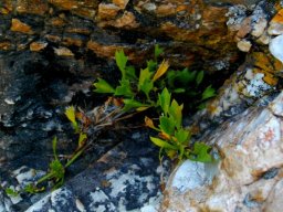 Centella triloba, varkoortjies