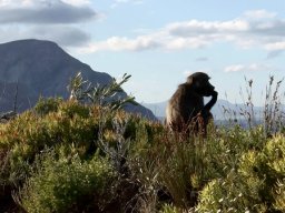 Baboon contemplating Hermanus