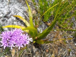 Corymbium glabrum in dry summer heat