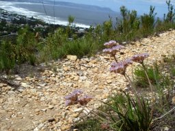 Dilatris pillansii in Fernkloof