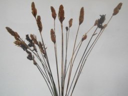 Elegia spathacea 