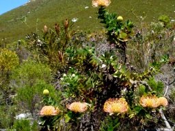 Leucospermum cordifolium at home