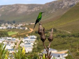 Malachite sunbird on Protea repens