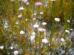 Metalasia erubescens