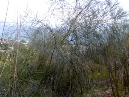 Psoralea aphylla