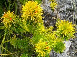 Retzia capensis