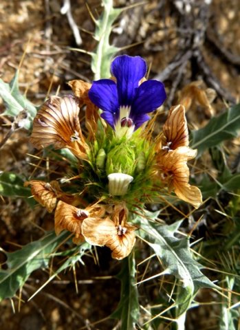 Acanthopsis villosa