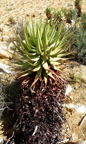 Aloe khamiesensis