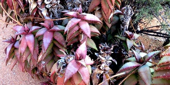 Aloe pearsonii leaf colours