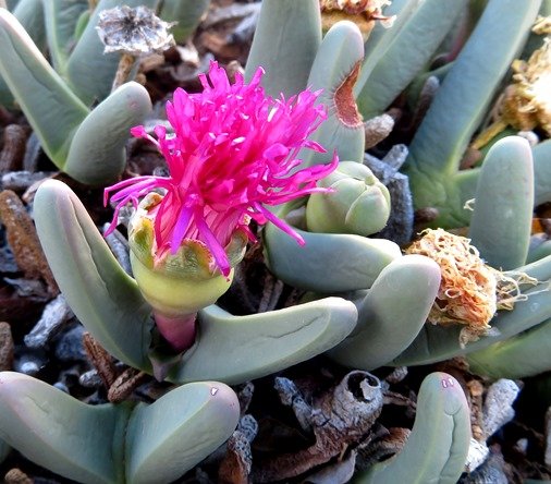 Argyroderma fissum, the vingervygie