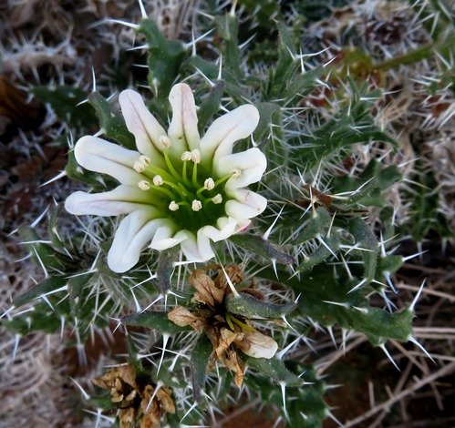 Codon royenii flower