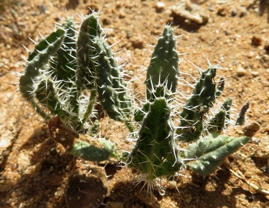 Codon royenii 