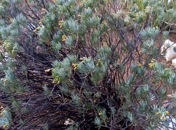 Crassothonna cylindrica, ossierapuis