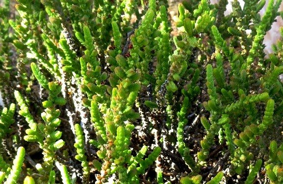 Crassula muscosa variety