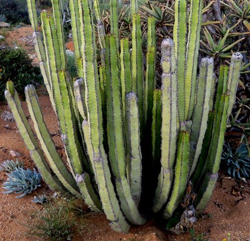 Euphorbia avasmontana stems