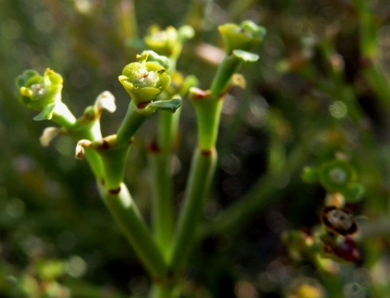 Euphorbia ephedroides false flowers