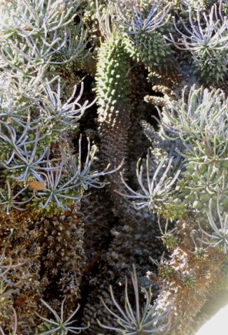 Euphorbia filiflora, Nel se melkbos