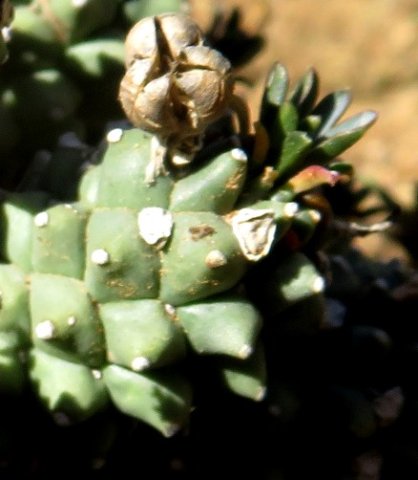 Euphorbia ramiglans now E. caput-medusae