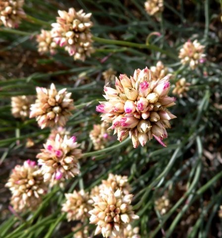 Hermbstaedtia glauca
