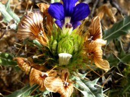 Goegap Nature Reserve