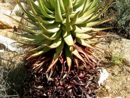 Aloe khamiesensis