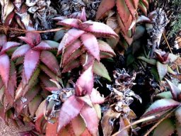 Aloe pearsonii leaf colours