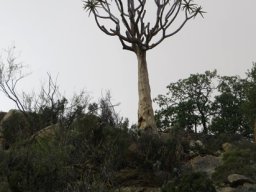 Aloidendron dichotomum sentinel