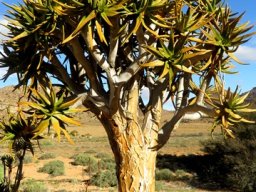 Aloidendron dichotomum, a tree of substance