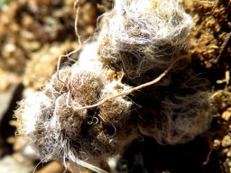 Anacampseros namaquensis