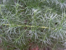Asparagus juniperoides leafy stems