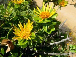 Didelta spinosa flowerheads at several stages