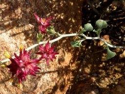 Dyerophytum africanum
