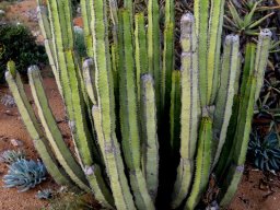 Euphorbia avasmontana stems