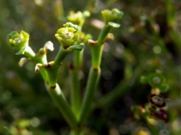 Euphorbia ephedroides false flowers