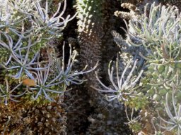 Euphorbia filiflora, Nel se melkbos
