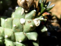 Euphorbia ramiglans now E. caput-medusae