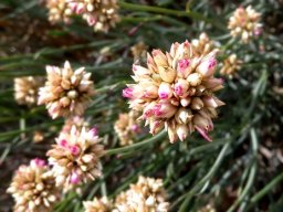 Hermbstaedtia glauca