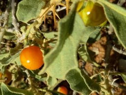 Solanum burchellii, tandpynbos 