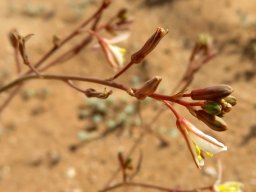 Trachyandra bulbinifolia locally known as solknol