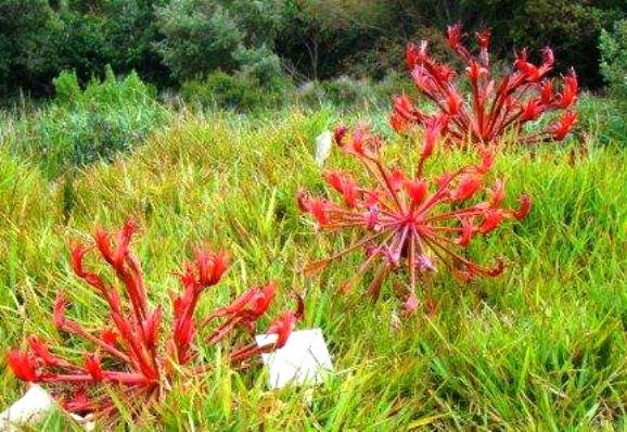 Brunsvigia orientalis in garden conditions