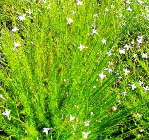 Lobelia linearis flowering white